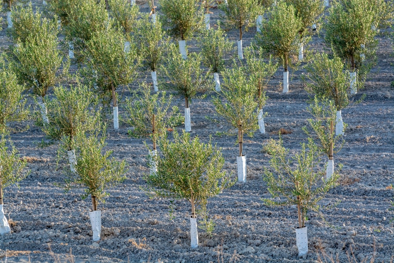 protectores-arboles.jpg